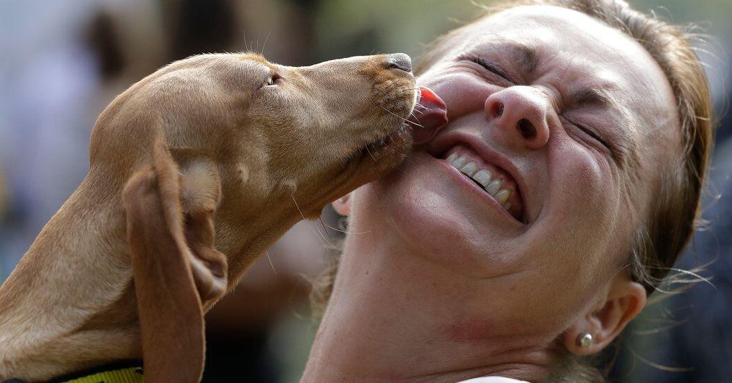 Anjing Sangat Bersahabat dengan Manusia dengan Alasan Ilmiah yang Kuat