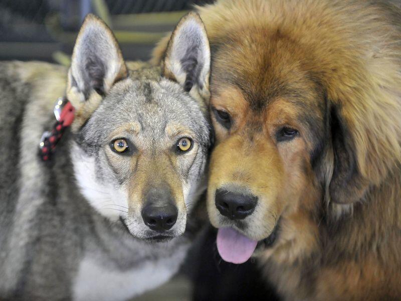 Anjing Sangat Bersahabat dengan Manusia dengan Alasan Ilmiah yang Kuat