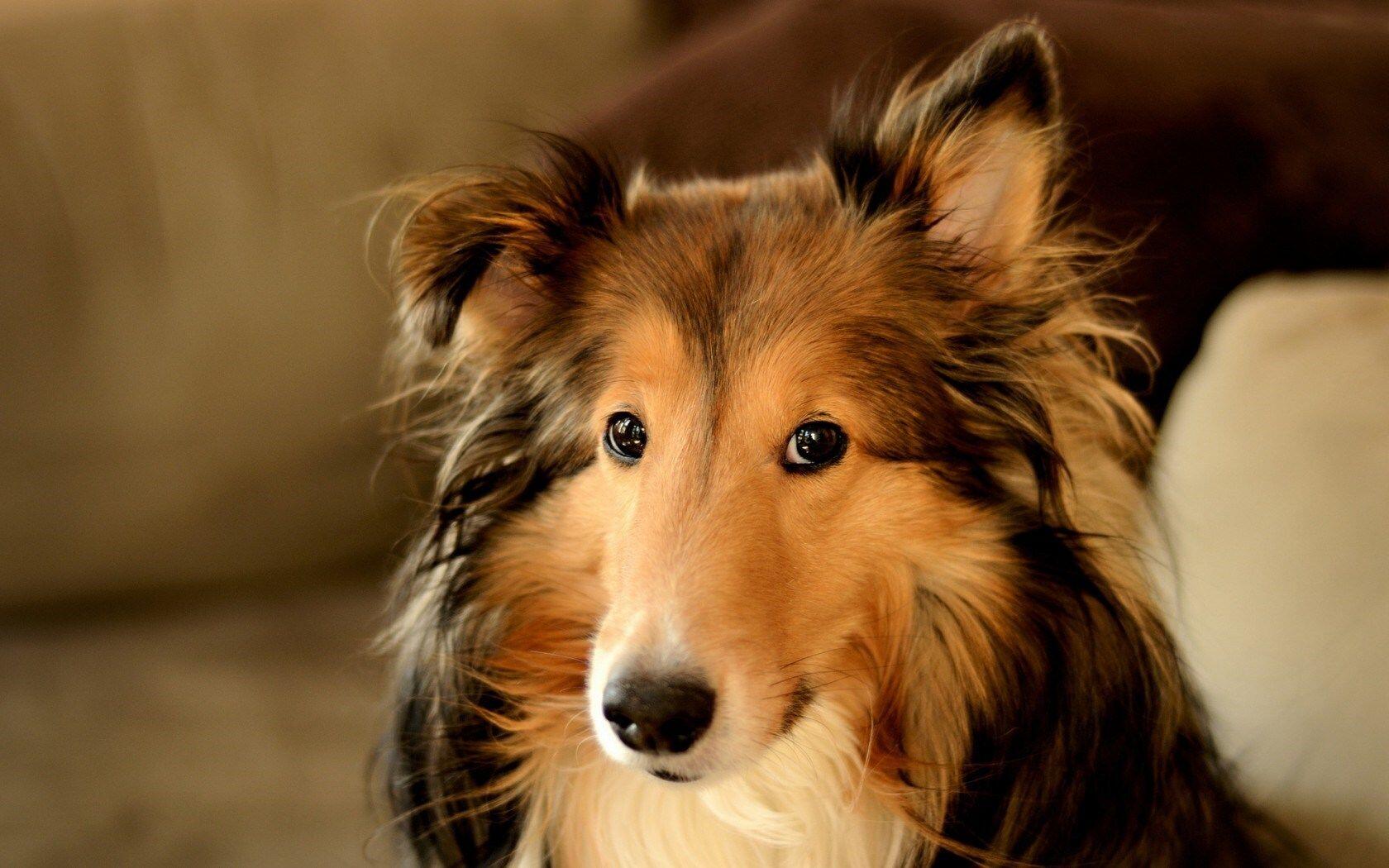 Anjing Sangat Bersahabat dengan Manusia dengan Alasan Ilmiah yang Kuat