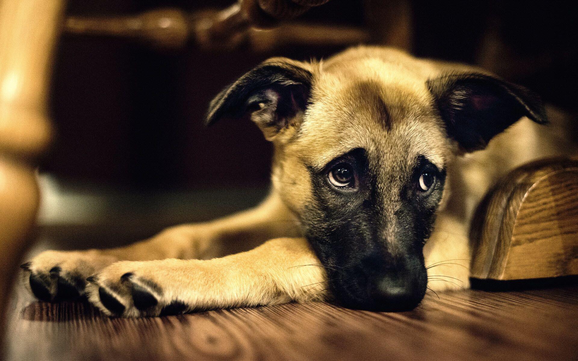 Anjing Sangat Bersahabat dengan Manusia dengan Alasan Ilmiah yang Kuat