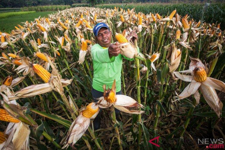 Peneliti Minta Adanya Pembenahan Data Jagung Nasional
