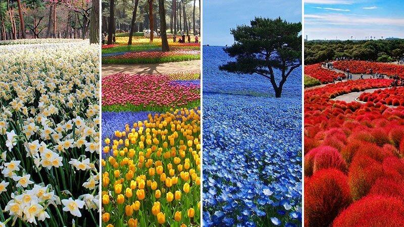 11 Taman Bunga Tercantik di Dunia Ini Bakal Bikin si Doi Klepek-klepek!