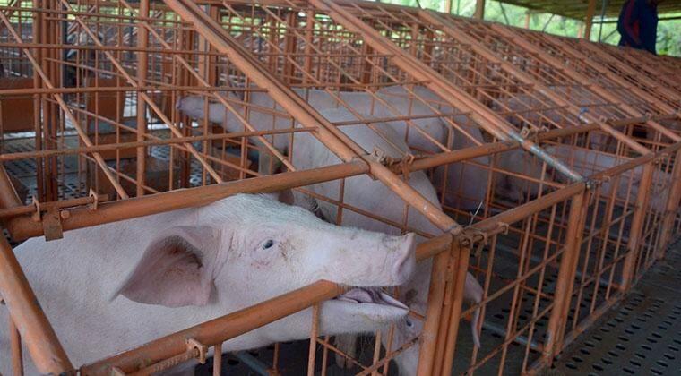 Pemerintah Waspadai Penyebaran Penyakit African Swine Fever