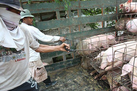 Pemerintah Waspadai Penyebaran Penyakit African Swine Fever