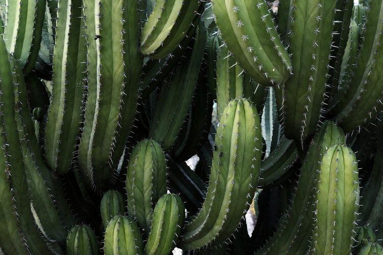 Mengejutkan, Ini 9 Manfaat Kesehatan Pelihara & Makan Tumbuhan Kaktus