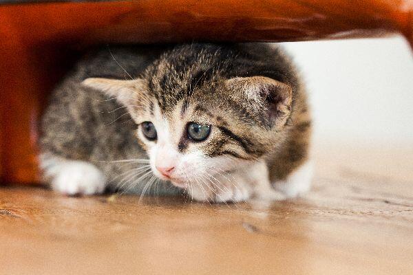 5 Tips Jitu Biar Kamu Lekas Disayang oleh Kucing Introvert