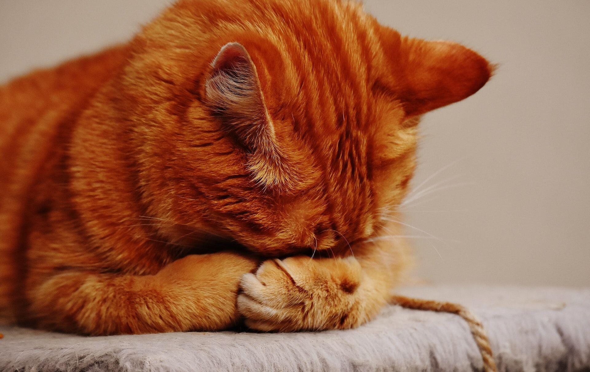 5 Tips Jitu Biar Kamu Lekas Disayang oleh Kucing Introvert