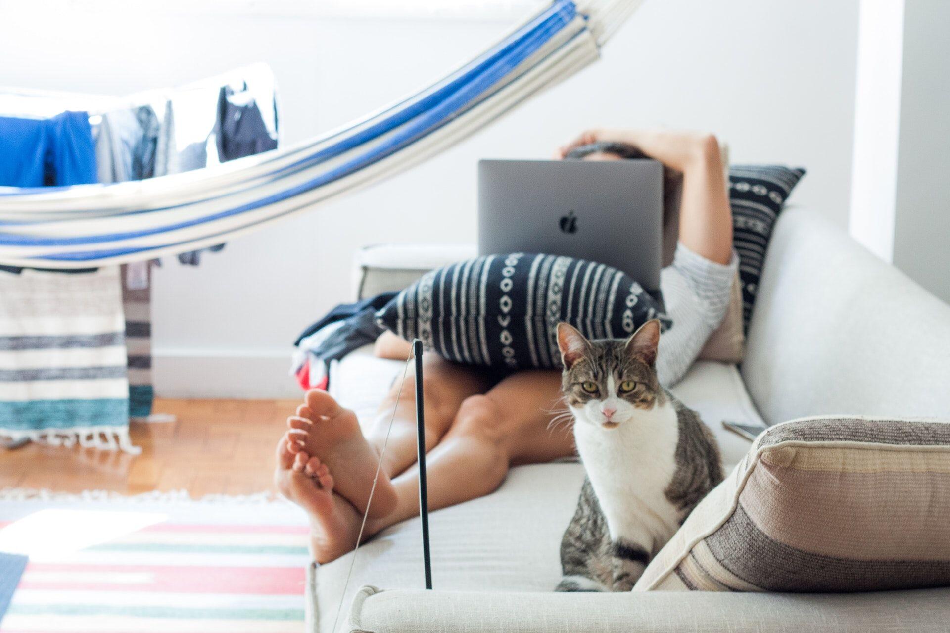 5 Tips Jitu Biar Kamu Lekas Disayang oleh Kucing Introvert