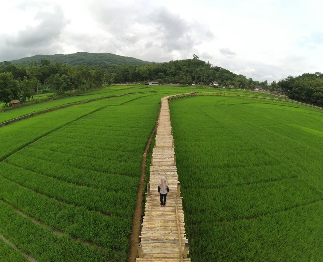 Dulu Diabaikan, Kini 10 Sawah Ini Jadi Spot Foto Instagramable Lho