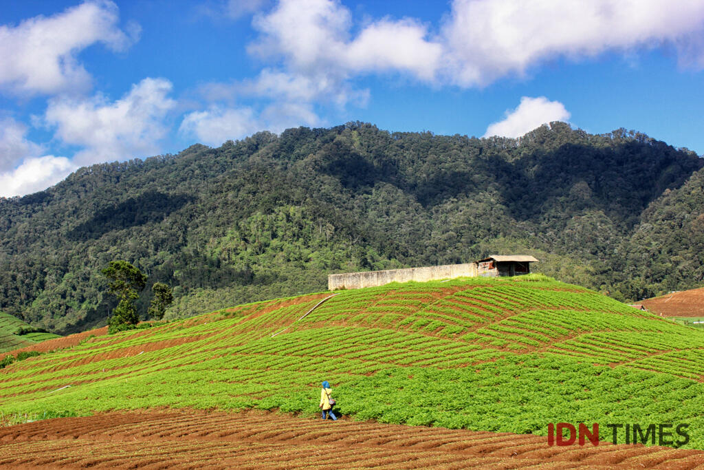 Dulu Diabaikan, Kini 10 Sawah Ini Jadi Spot Foto Instagramable Lho