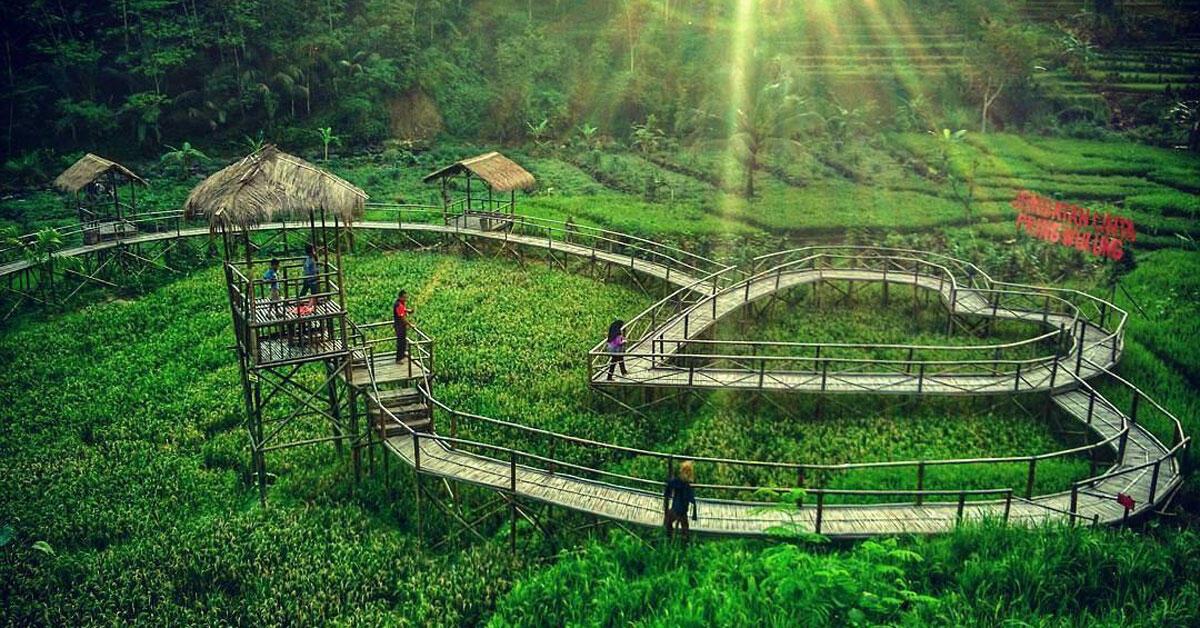 Dulu Diabaikan, Kini 10 Sawah Ini Jadi Spot Foto Instagramable Lho