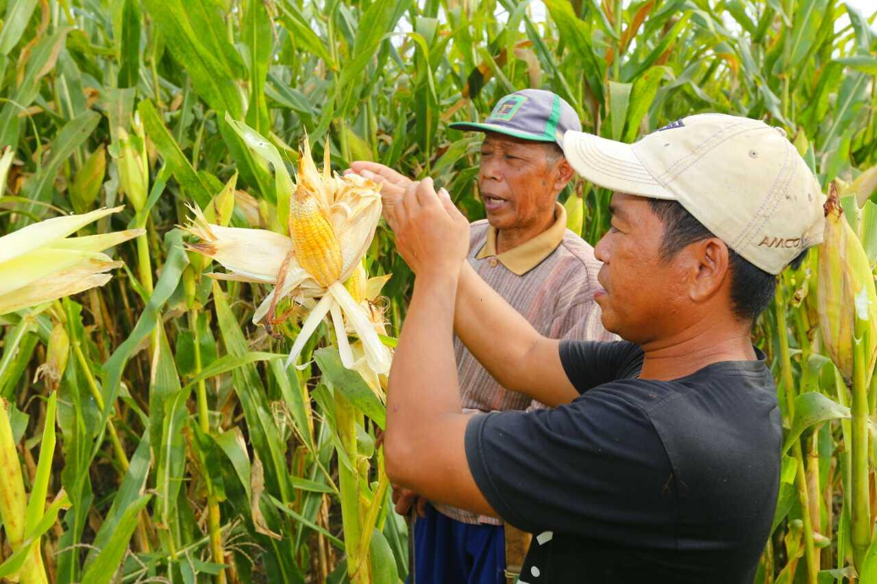 Oktober 2018, BPS Ungkap Kesejateraan Petani Membaik dan Inflasi Terkendali