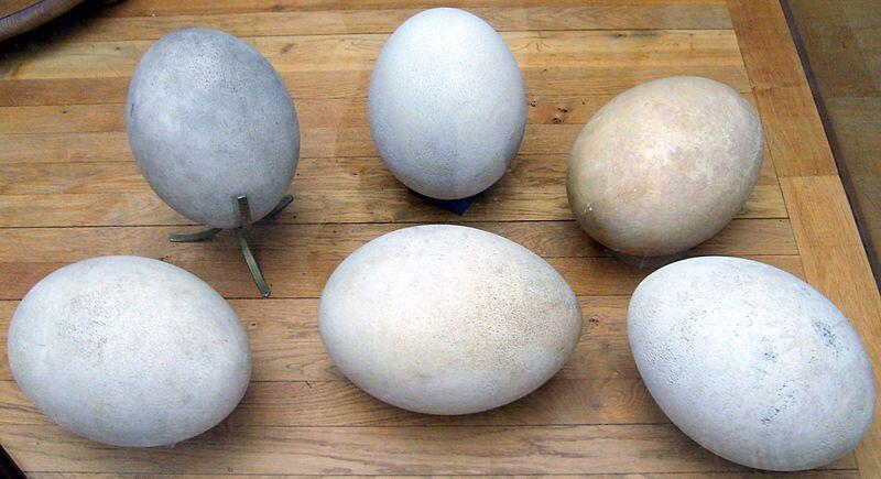 Telur Dinosaurus Ternyata Berwarna-warni seperti Burung! Ini Kata Ahli