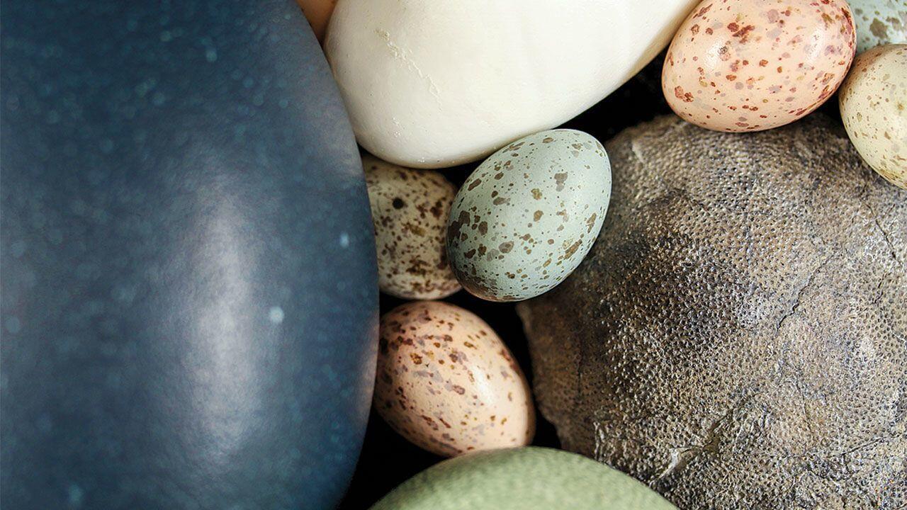 Telur Dinosaurus Ternyata Berwarna-warni seperti Burung! Ini Kata Ahli