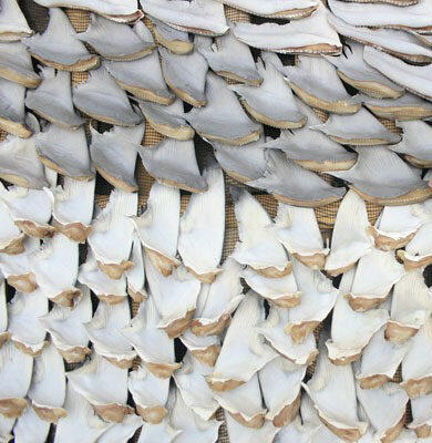 10 Makanan Enak Ini Dilarang di Negara Tertentu, Ada Favoritmu Gak?