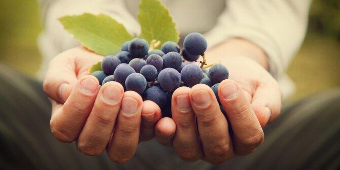 Masya Allah, Inilah 6 Buah Berkhasiat Yang Disebutkan Di Dalam Alquran !