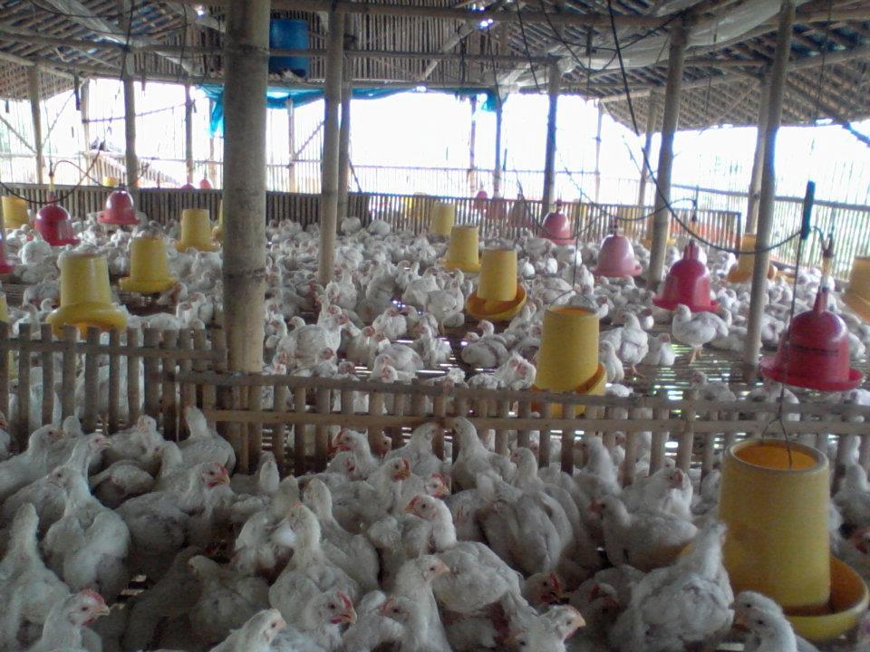 CHICKENFUND - Investasi Amanah Usaha Peternakan Ayam Boiller Profit 8% Per Month