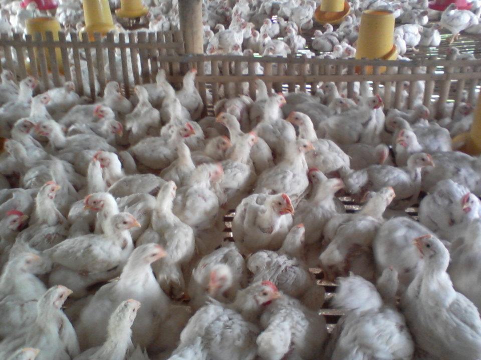 CHICKENFUND - Investasi Amanah Usaha Peternakan Ayam Boiller Profit 8% Per Month