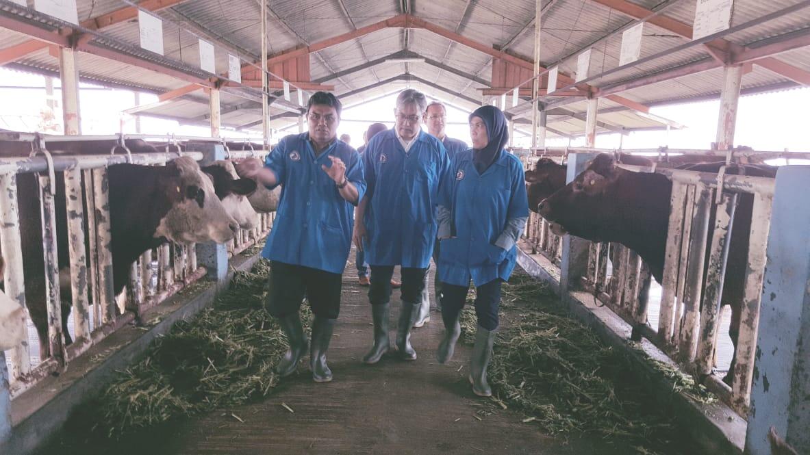Ini Kata Dubes RI di Belgia Soal Sapi Belgian Blue di Indonesia