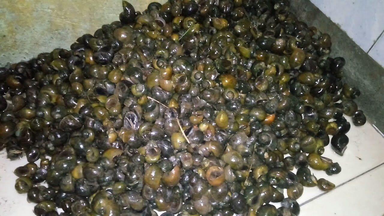 Terima Challenge Telan Siput, Pemuda Tampan Australia Ini Tewas!