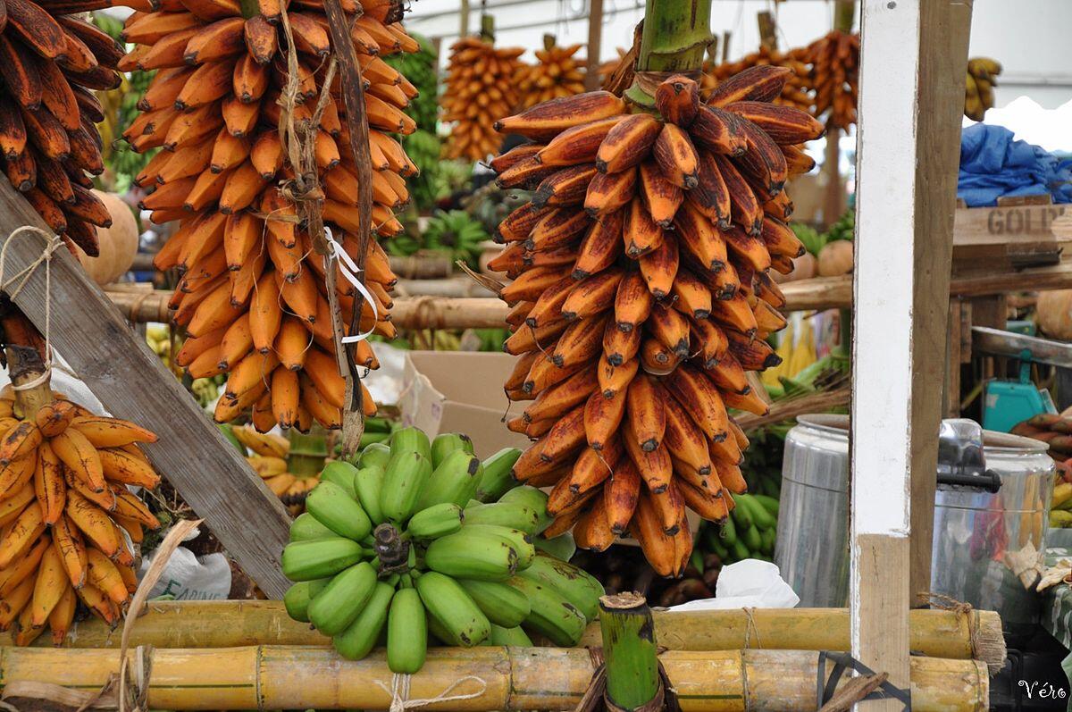 Unik, Pisang Khas Maluku Ini Dipercaya Paling Sehat di Indonesia Lho!