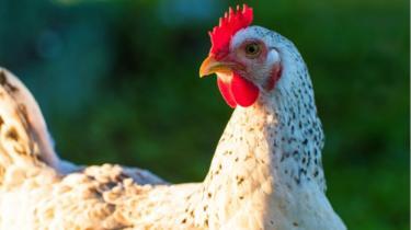 Perusahaan yang memproduksi chicken nuggets tanpa menyembelih ayam