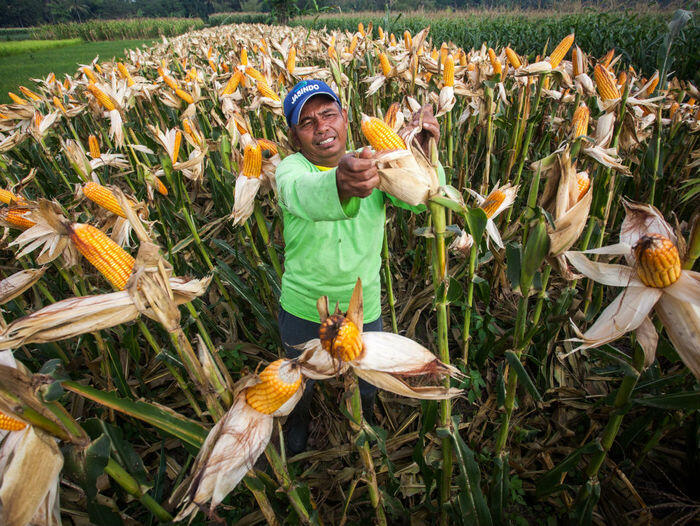 Paradoks impor jagung dengan jumlah tanggung