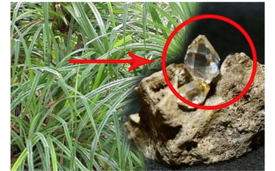 Kalau Nemu Pohon Pandan Seperti Ini, Kamu Akan Kaya Mendadak, Karena Ini Yang Terjadi