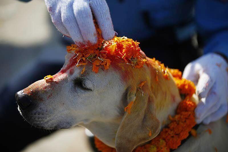 Potret Serunya Kukur Tihar, Festival Anjing di Nepal