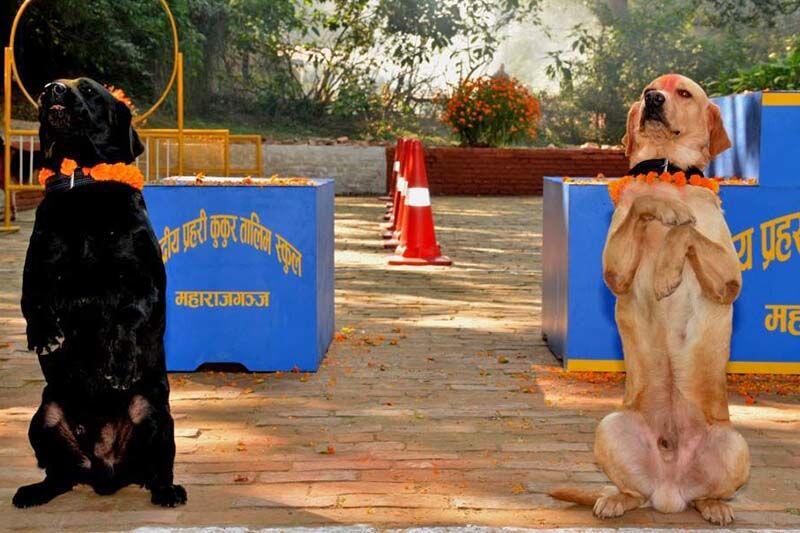 Potret Serunya Kukur Tihar, Festival Anjing di Nepal