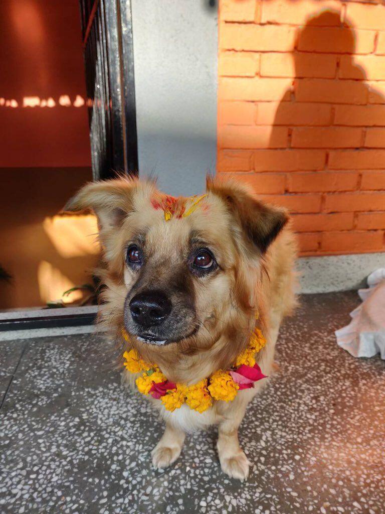 Potret Serunya Kukur Tihar, Festival Anjing di Nepal