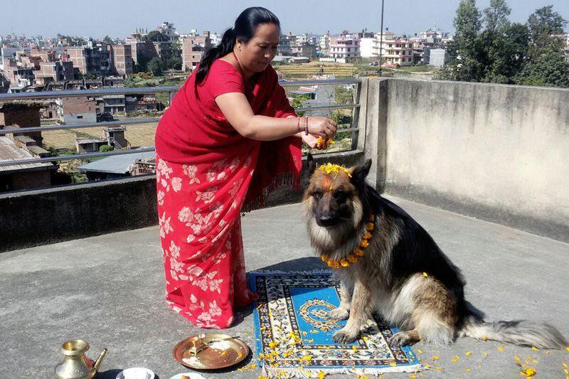 Potret Serunya Kukur Tihar, Festival Anjing di Nepal
