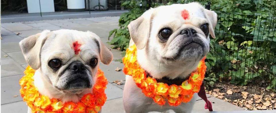 Potret Serunya Kukur Tihar, Festival Anjing di Nepal