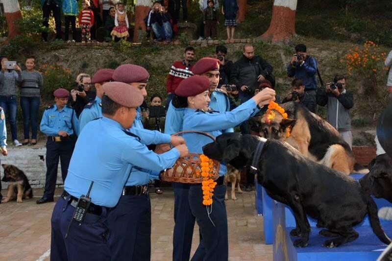 Potret Serunya Kukur Tihar, Festival Anjing di Nepal