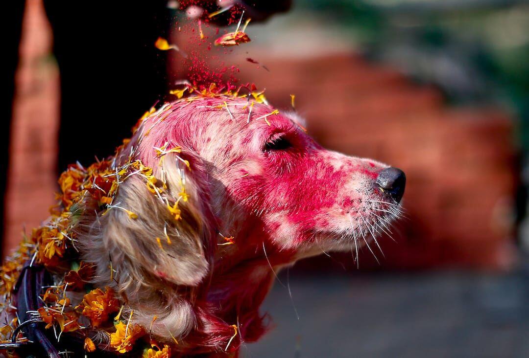 Potret Serunya Kukur Tihar, Festival Anjing di Nepal