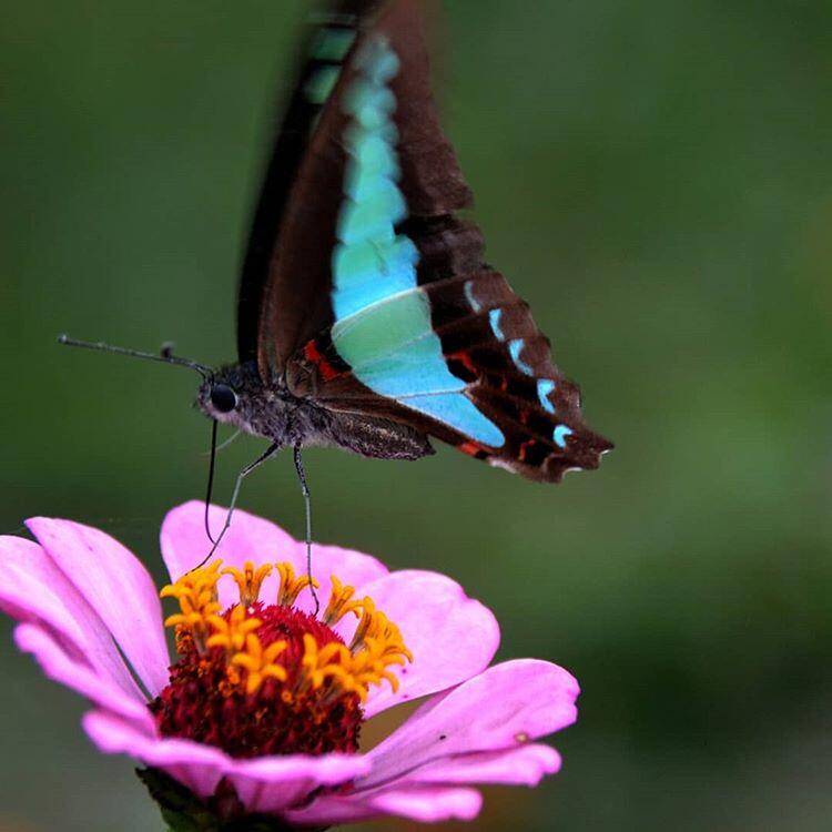 Kupu-Kupu Itu Bernama KasKus