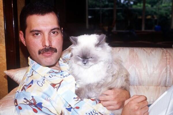 Freddie Mercury dan Kucing-kucingnya: Cinta yang Tak Akan Tergantikan