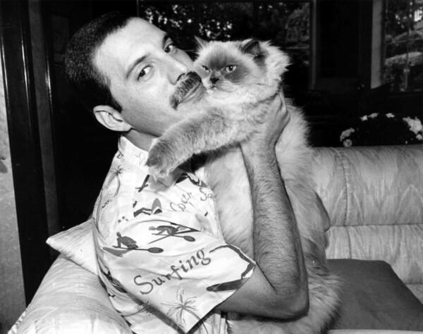 Freddie Mercury dan Kucing-kucingnya: Cinta yang Tak Akan Tergantikan