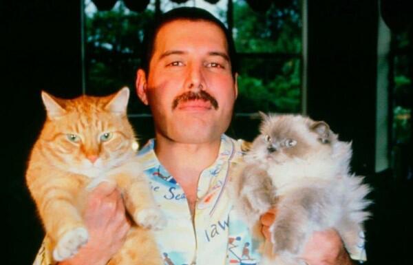 Freddie Mercury dan Kucing-kucingnya: Cinta yang Tak Akan Tergantikan