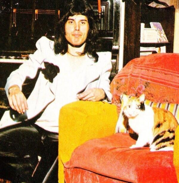 Freddie Mercury dan Kucing-kucingnya: Cinta yang Tak Akan Tergantikan