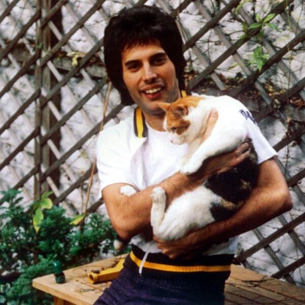 Freddie Mercury dan Kucing-kucingnya: Cinta yang Tak Akan Tergantikan