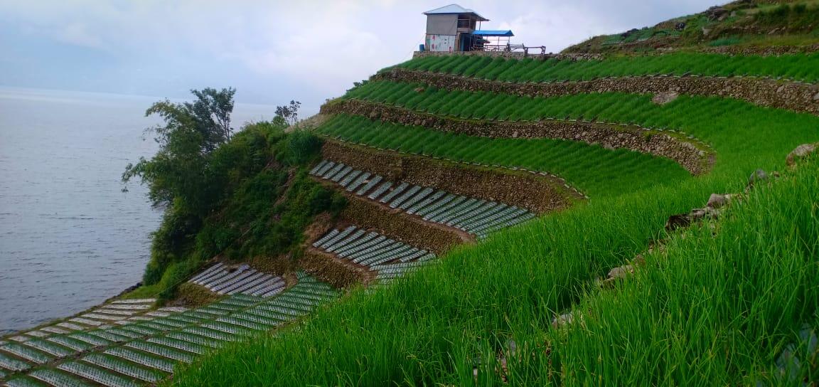 Jaga produk Hortikultura, Kementan Lakukan Adaptasi dan Mitigasi