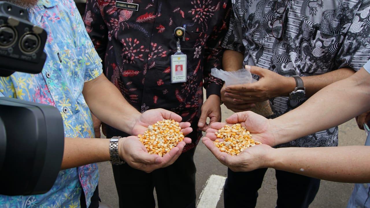 Gerak Cepat Kementan Fasilitasi Distribusi Jagung ke Berbagai Sentra Ayam