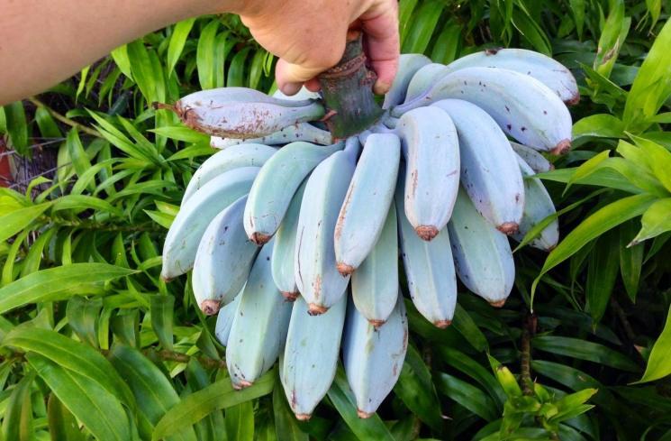 Blue Java Banana, Pisang Biru Selembut Es Krim Vanila