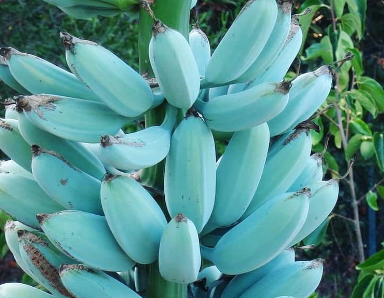 Blue Java Banana, Pisang Biru Selembut Es Krim Vanila