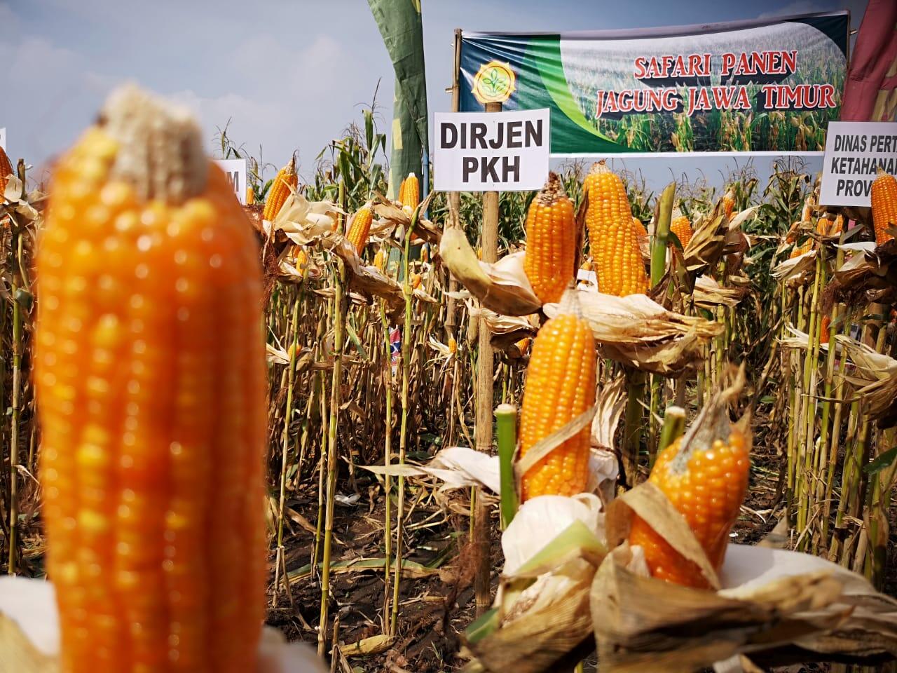 Safari Panen Raya Jagung untuk Swasembada