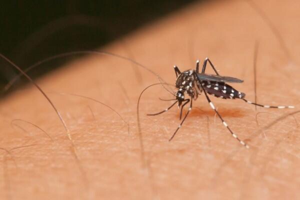 Ramai Wabah Japanese Encephalitis di Bali, Dinkes: Itu Tidak Benar