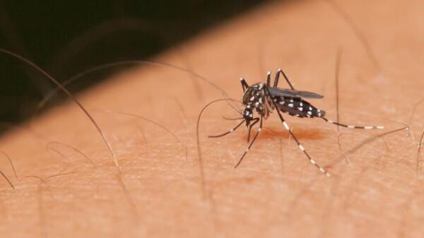 Ramai Wabah Japanese Encephalitis di Bali, Dinkes: Itu Tidak Benar