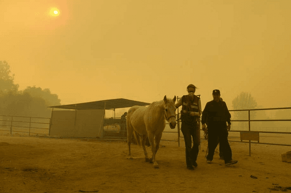 Kebakaran Hutan Besar di California, 9 Orang Dilaporkan Tewas
