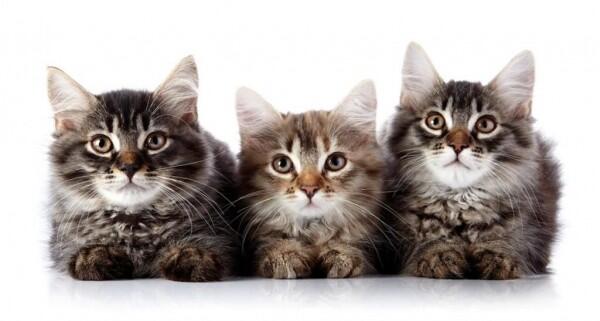 7 Fakta Menarik Tentang Kumis Kucing